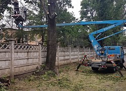 Toaletare arbori